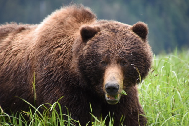 Oct. 7 Grizzly Bear Tour